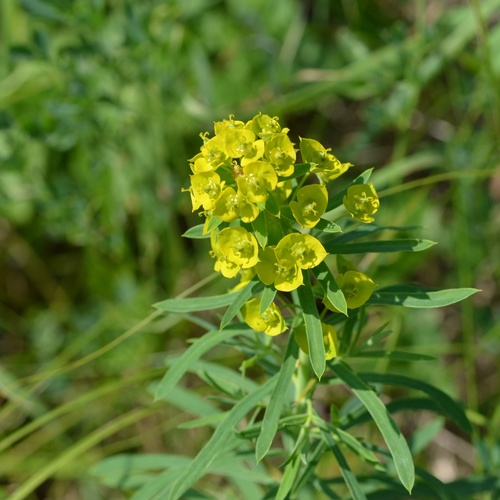 Leafy spurge (Euphorbia esula)