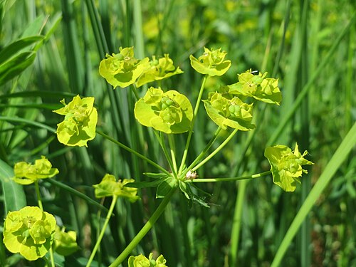 Leafy spurge: Esels-Wolfsmilch ( Euphorbia esula ) im Naturschutzgebiet Bachwiesen/Leopoldswiesen im Hockenheimer Rheinbogen