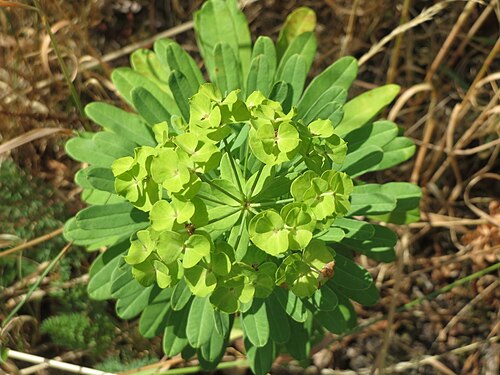 Leafy spurge: Esels-Wolfsmilch ( Euphorbia esula ) bei Wiesbaden-Nordenstadt