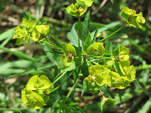 Leafy spurge: Esels-Wolfsmilch ( Euphorbia esula ) im Naturschutzgebiet Bachwiesen/Leopoldswiesen im Hockenheimer Rheinbogen