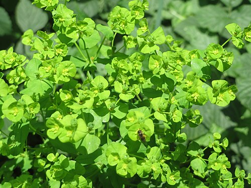 Leafy spurge: Esels-Wolfsmilch ( Euphorbia esula ) am Geißböckelgraben bei Philippsburg
