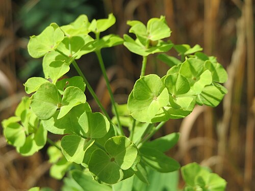 Leafy spurge: Esels-Wolfsmilch ( Euphorbia esula ) bei Wiesbaden-Nordenstadt