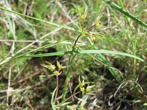 Dwarf spurge (Euphorbia exigua)