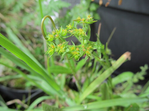 Dwarf spurge (Euphorbia exigua)