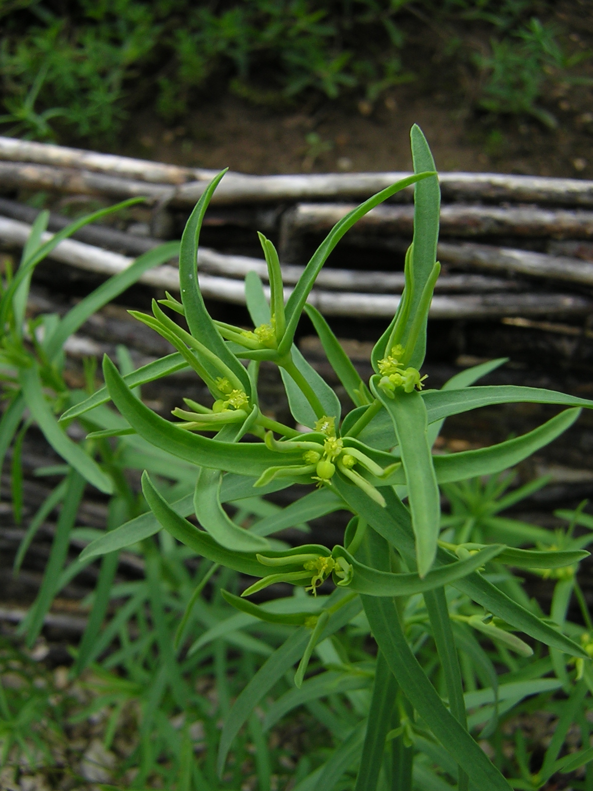 Dwarf spurge: Euphorbia exigua (flowers), Joinville (Haute-Marne) - France