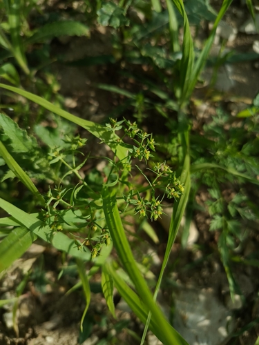 Dwarf spurge (Euphorbia exigua)