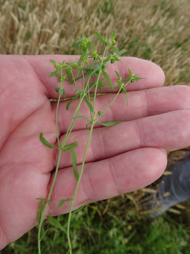 Dwarf spurge (Euphorbia exigua)