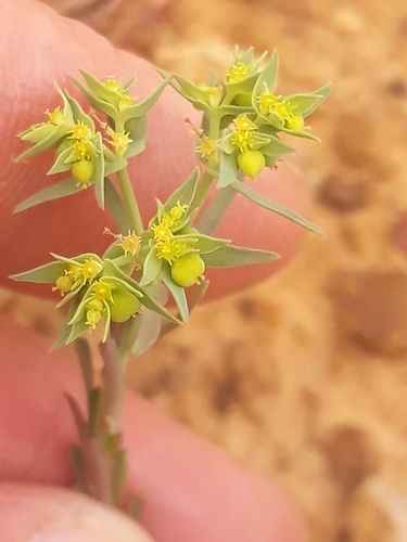 Dwarf spurge (Euphorbia exigua)