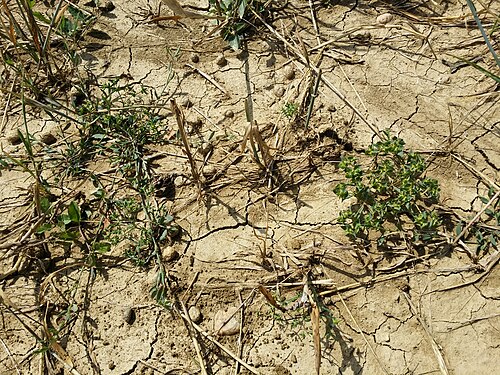 Dwarf spurge: Habitus Taxonym: Euphorbia exigua and Euphorbia falcata ss Fischer et al. EfÖLS 2008 ISBN 978-3-85474-187-9 Location: "Weinbühel" 1,25 km SE Unterstinkenbrunn, 