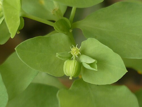 Dwarf spurge: cyathe d'euphorbe exiguë