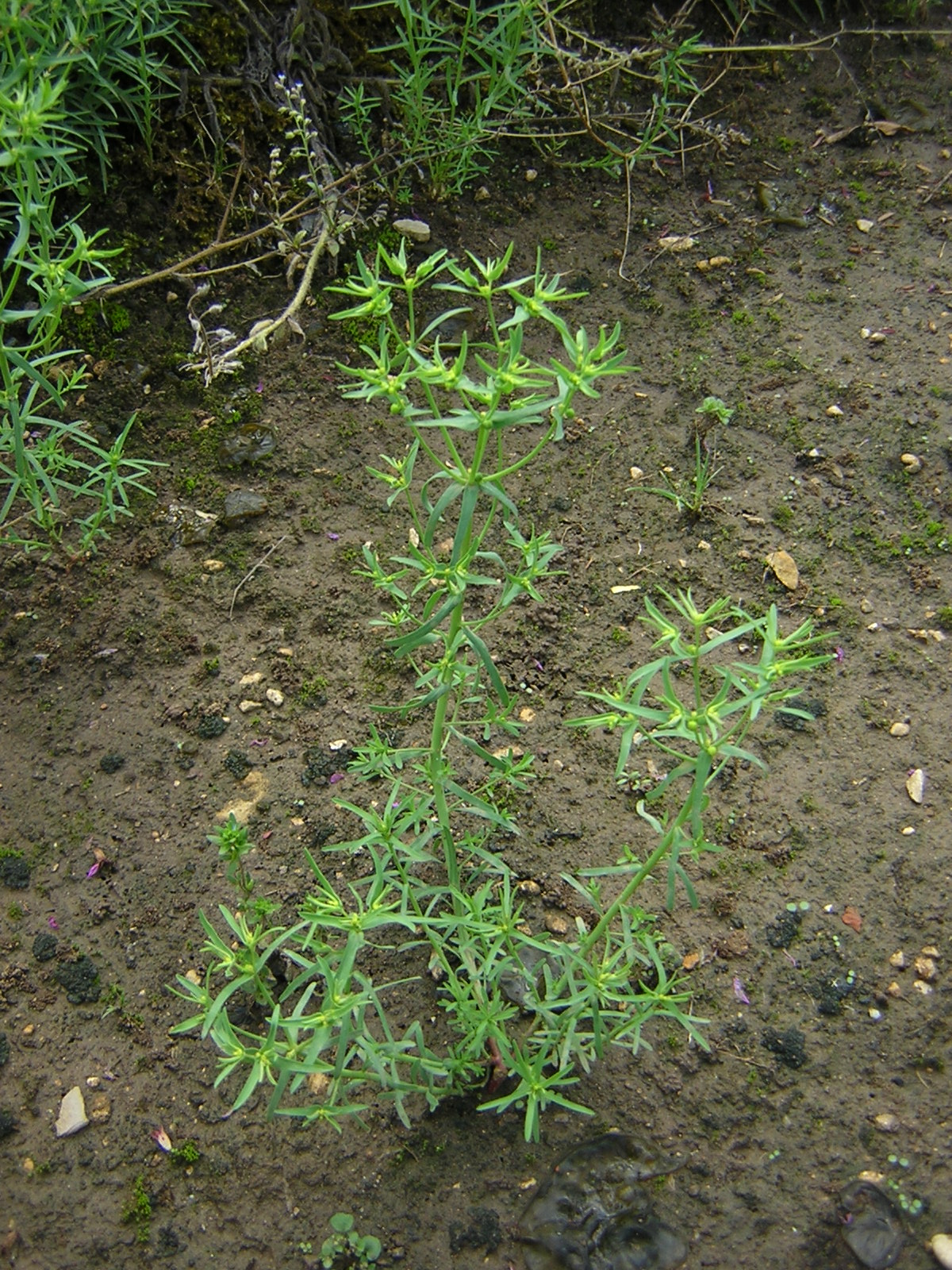 Dwarf spurge: Euphorbia exigua, Joinville (Haute-Marne), France