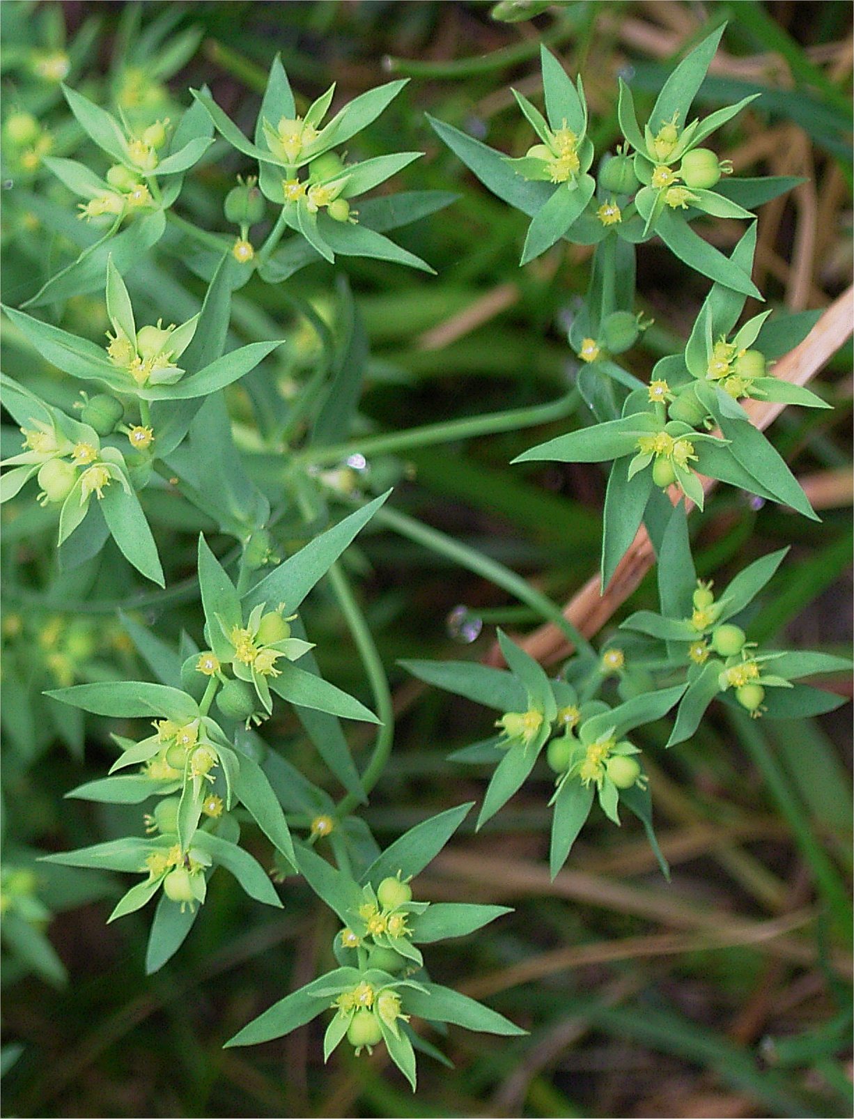 Dwarf spurge: Euphorbia exigua in our garden