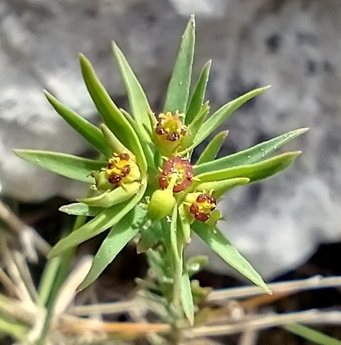 Dwarf spurge (Euphorbia exigua)