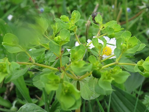 Madwoman's milk: Sonnwend-Wolfsmilch ( Euphorbia helioscopia ) im Neuenheimer Feld in Heidelberg