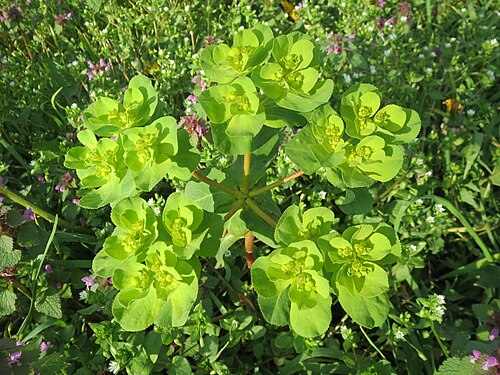 Madwoman's milk: Sonnwend-Wolfsmilch ( Euphorbia helioscopia ) in Saarbrücken
