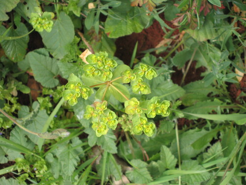 Madwoman's milk (Euphorbia helioscopia)