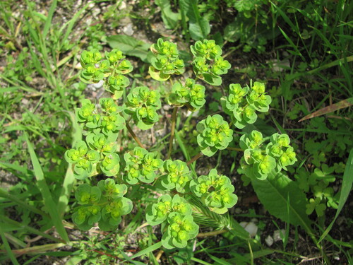 Madwoman's milk (Euphorbia helioscopia)