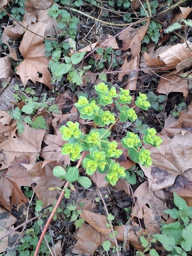 Madwoman's milk (Euphorbia helioscopia)