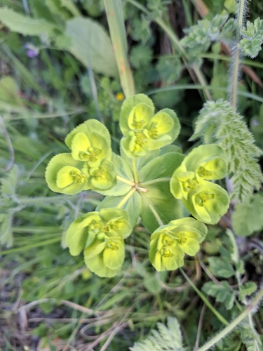 Madwoman's milk (Euphorbia helioscopia)