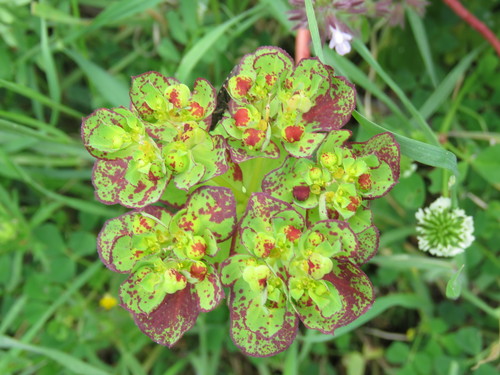 Madwoman's milk (Euphorbia helioscopia)