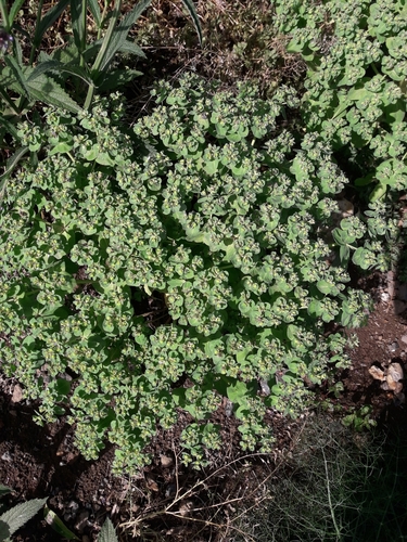 Madwoman's milk (Euphorbia helioscopia)