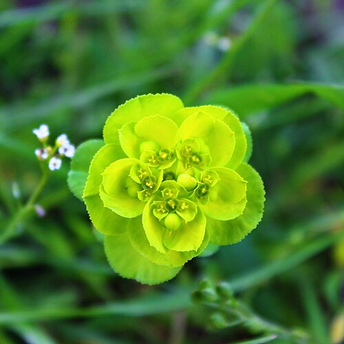 Madwoman's milk: Euphorbia helioscopia, Turkey.