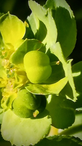 Madwoman's milk (Euphorbia helioscopia)