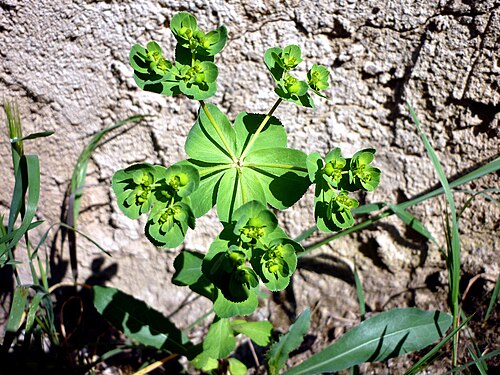 Madwoman's milk: Euphorbia helioscopia . In Torà (Segarra-Catalunya). To 440 m. altitude