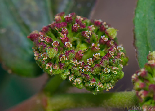 Asthma weed (Euphorbia hirta)
