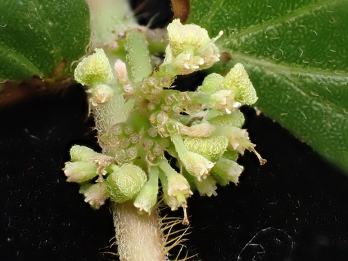 Asthma weed (Euphorbia hirta)