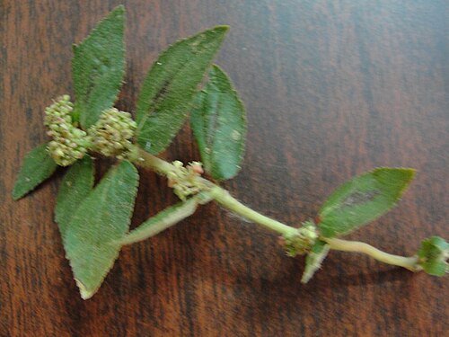 Asthma weed: அம்மான் பச்சரிசி செடி