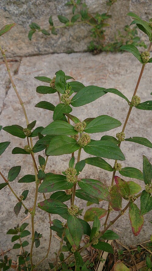 Asthma weed: Euphorbia hirta. Common name: Asthma Weed. 飞扬草 (Chinese) Traditionally used to treat asthma and other ailments (see https://www.ncbi.nlm.nih.gov/pmc/articles/PM