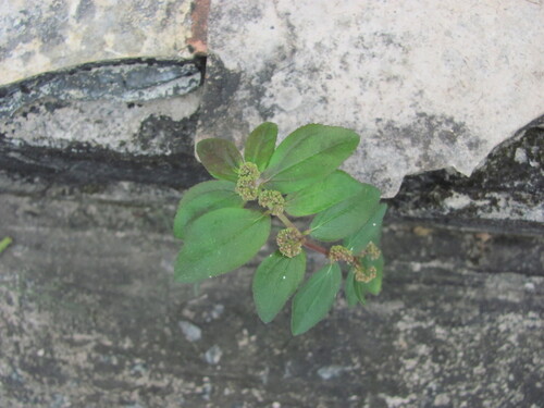 Asthma weed (Euphorbia hirta)