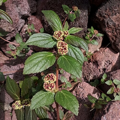Asthma weed: Euphorbia hirta (Familia: Euphorbiaceae). Nombres comunes: golondrina, coliflorcito, sábana de la virgen.