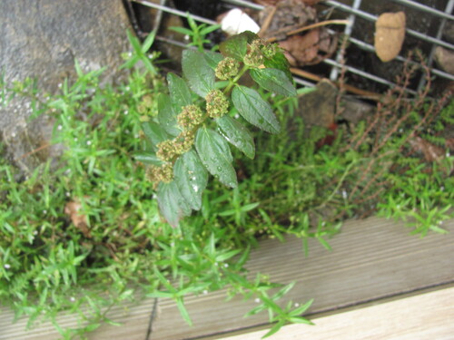 Asthma weed (Euphorbia hirta)