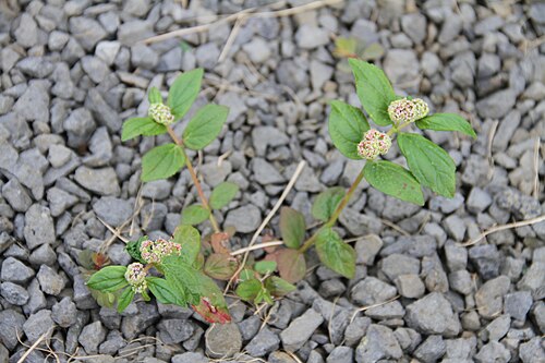Asthma weed: Chamaesyce hirta , around the Sofitel, near Sipopo, Bioko The production, editing or release of this file was supported by the Community-Budget of Wikimedia Deu