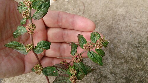 Asthma weed: Euphorbia hirta. Common name: Asthma Weed. 飞扬草 (Chinese) Traditionally used to treat asthma and other ailments (see https://www.ncbi.nlm.nih.gov/pmc/articles/PM