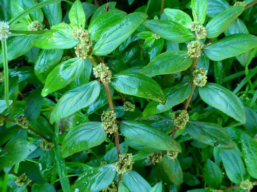 Asthma weed (Euphorbia hirta)