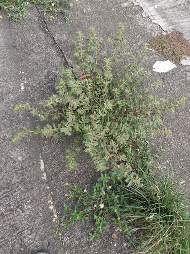 Asthma weed (Euphorbia hirta)