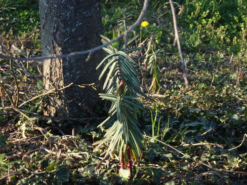 Caper spurge (Euphorbia lathyris)