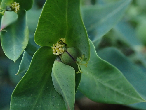 Caper spurge (Euphorbia lathyris)