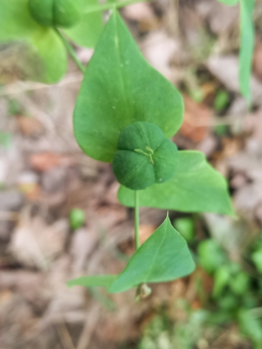 Caper spurge (Euphorbia lathyris)
