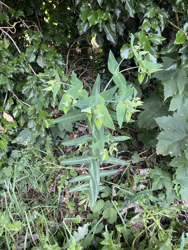 Caper spurge (Euphorbia lathyris)