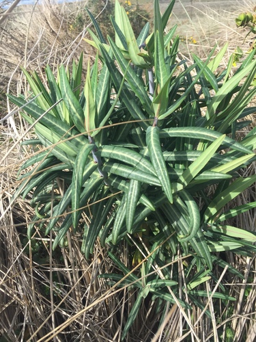 Caper spurge (Euphorbia lathyris)