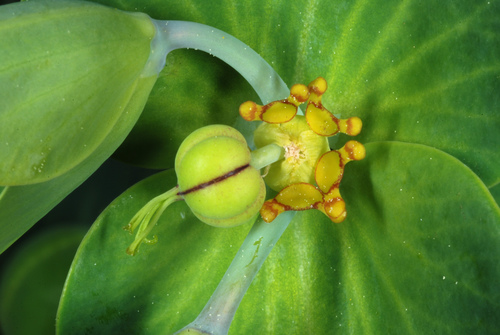 Caper spurge (Euphorbia lathyris)