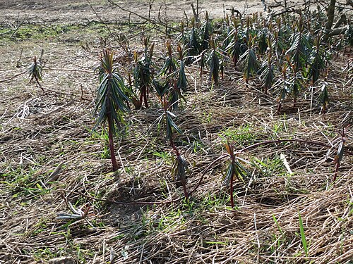 Caper spurge: Kreuzblättrige Wolfsmilch ( Euphorbia lathyris ) im Hockenheimer Rheinbogen