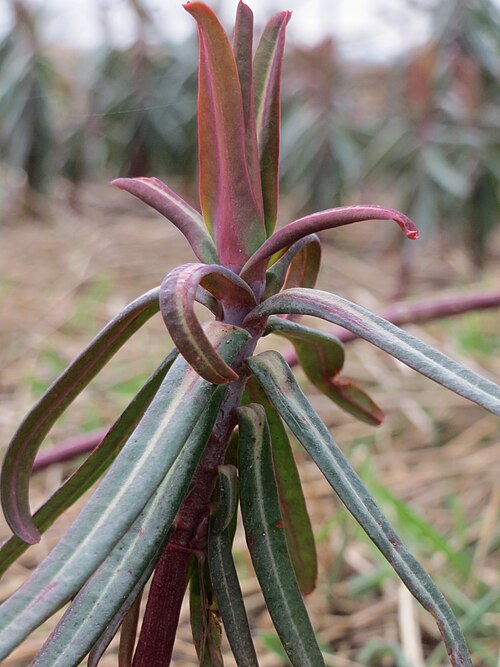 Caper spurge: Kreuzblättrige Wolfsmilch ( Euphorbia lathyris ) im Hockenheimer Rheinbogen