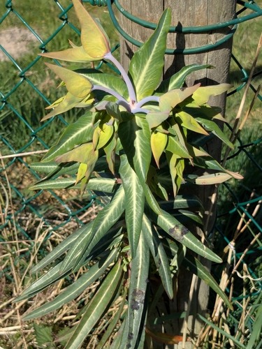 Caper spurge (Euphorbia lathyris)