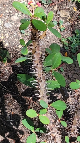 Christplant (Euphorbia milii)