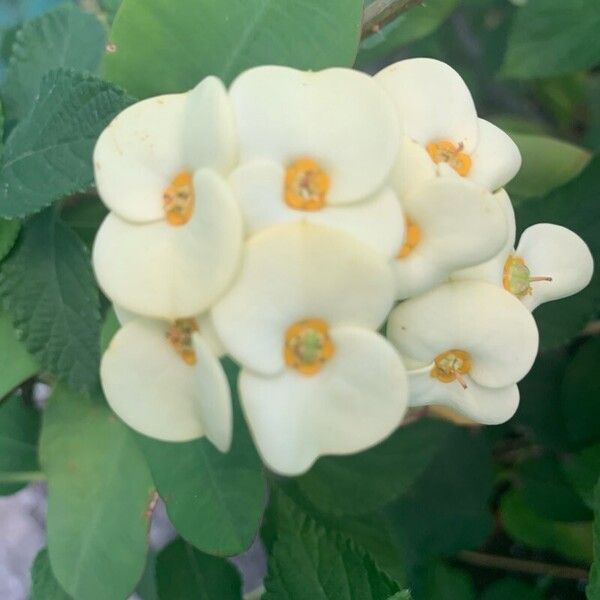 Christplant (Euphorbia milii)